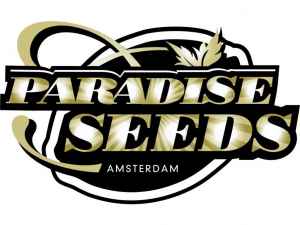  8 semen Paradise Seeds 
 Auto Kong a Belladonna 
Dvě nejoblíbenější odrůdy v nabídce amsterdamských Paradise Seeds. V novém balení najdete 3 semena klasiky Belladonna a 5 semen samonakvétačky Auto Kong #4 vyšlechtěné ve spolupráci s Tommy Chongem v Kalifornii. 

