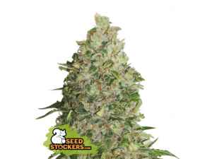  15 semen CBD Critical XXL Auto 
 Semena odrůdy bohaté na CBD od Seedstockers 
15 semen oblíbené klasiky v nabídce vyhlášené semenné banky Seedstockers. 
Odrůda dosahuje i outdoor kolem 10 % CBD a je vždy v legálním limitu THC - kolem 0,5 %. 
Jedná se pouze o sběratelský předmět.