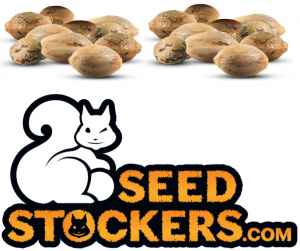 
 19 oříšků od Veverek 
 15 semen Oreoz fem a 4 automaty od Seedstockers 
Další čerstvé novinky ze slunné Barcelony: 15 semen feminizované odrůdy Oreoz a k tomu samonakvétačky: 2 semena Super Boof Auto a 2 kousky Sour Diesel Auto. Jde o sběratelský předmět 